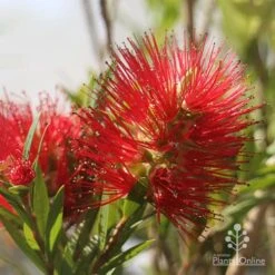 Callistemon Macarthur -Bloom Field Shop apo macarthur flower and bud