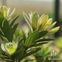 Callistemon Macarthur -Bloom Field Shop apo macarthur fluffy new leaf