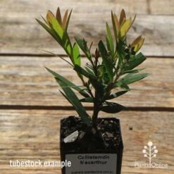 Callistemon Macarthur -Bloom Field Shop apo macarthur tubestock