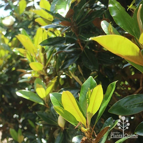 Magnolia Little Gem 10 Magnolia Little Gem - Image 8