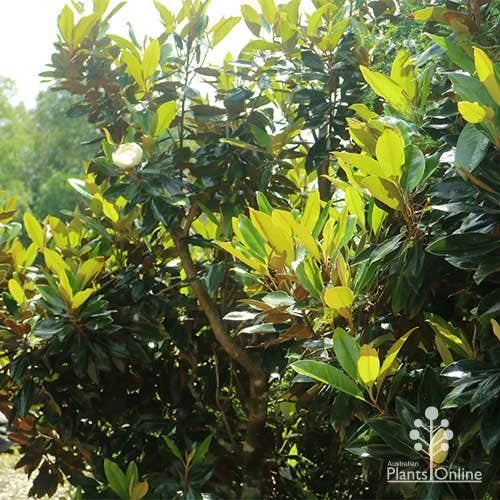 Magnolia Little Gem 14 Magnolia Little Gem - Image 12