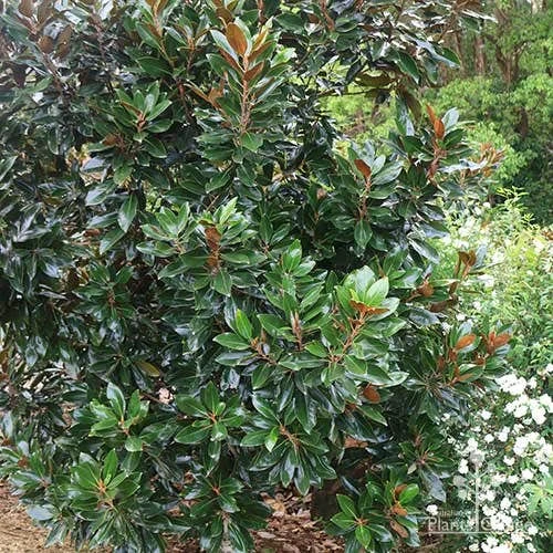 Magnolia Little Gem 9 Magnolia Little Gem - Image 7