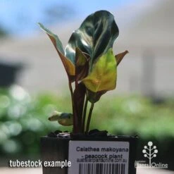 Calathea Makoyana - Peacock Plant 17 Calathea Makoyana - Peacock Plant -Bloom Field Shop apo makoyana tubestock