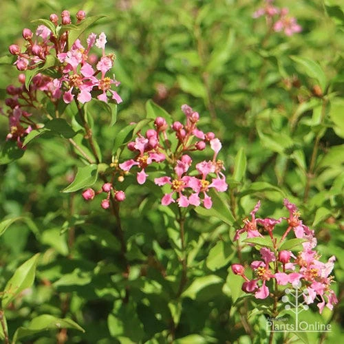 Malpighia Pixie - Acerola 3 Malpighia Pixie - Acerola