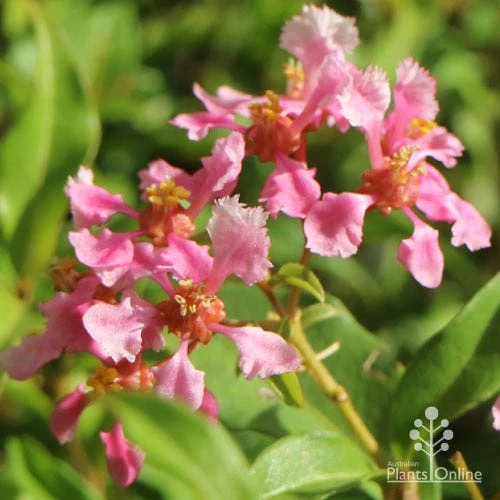 Malpighia Pixie - Acerola 4 Malpighia Pixie - Acerola - Image 2