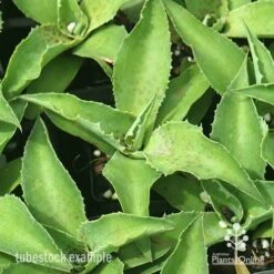 Mangave Falling Waters - Succulent -Bloom Field Shop apo mangave falling waters tubestock