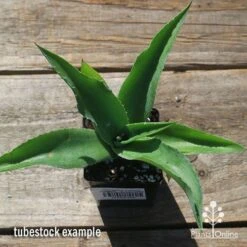 Mangave Falling Waters - Succulent -Bloom Field Shop apo mangave falling waters tubestock top