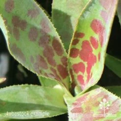 Mangave Mission To Mars - Succulent -Bloom Field Shop apo mangave mission to mars pattern