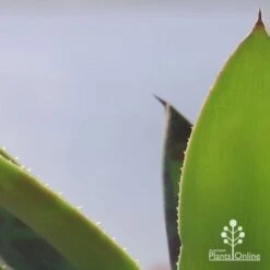 Mangave Mission To Mars - Succulent -Bloom Field Shop apo mangave mission to mars teeth