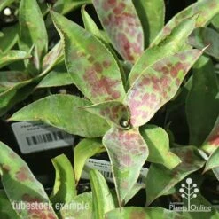 Mangave Mission To Mars - Succulent -Bloom Field Shop apo mangave mission to mars tubestock