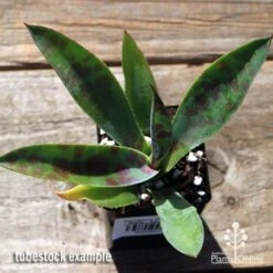 Mangave Mission To Mars - Succulent -Bloom Field Shop apo mangave mission to mars tubestock top