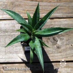 Mangave Pineapple Express - Succulent 10 Mangave Pineapple Express - Succulent -Bloom Field Shop apo mangave pineapple express tubestock top