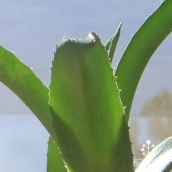 Mangave Red Wing - Succulent 13 Mangave Red Wing - Succulent -Bloom Field Shop apo mangave red wing teeth