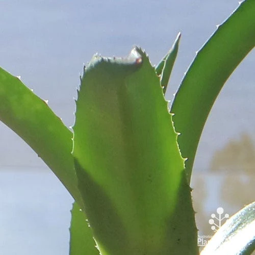 Mangave Red Wing - Succulent 8 Mangave Red Wing - Succulent - Image 6