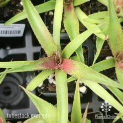 Mangave Red Wing - Succulent 10 Mangave Red Wing - Succulent -Bloom Field Shop apo mangave red wing tubestock