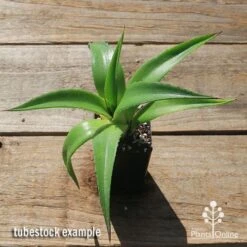 Mangave Red Wing - Succulent 12 Mangave Red Wing - Succulent -Bloom Field Shop apo mangave red wing tubestock top