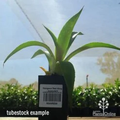 Mangave Red Wing - Succulent 11 Mangave Red Wing - Succulent -Bloom Field Shop apo mangave red wing tubestock 1