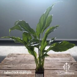 Spathiphyllum Maracay - Peace Lily 11 Spathiphyllum Maracay - Peace Lily -Bloom Field Shop apo maracay tubestock office