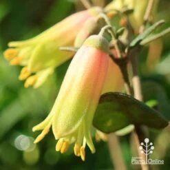 Correa Marian's Marvel -Bloom Field Shop apo marians marvel correa flower close