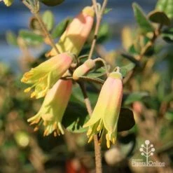 Correa Marian's Marvel -Bloom Field Shop apo marians marvel correa flowering2