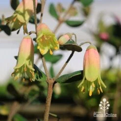 Correa Marian's Marvel -Bloom Field Shop apo marians marvel correa tubestock flowering