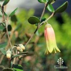 Correa Marian's Marvel -Bloom Field Shop apo marians marvel flower and buds