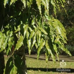 Mast Tree - Polyalthia -Bloom Field Shop apo mast tree foliage noosa