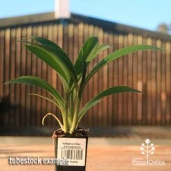Matapouri Bay - Arthropodium 15 Matapouri Bay - Arthropodium -Bloom Field Shop apo matapouri bay rock lily tubestock