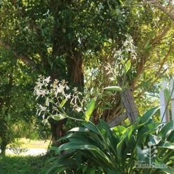 Matapouri Bay - Arthropodium 20 Matapouri Bay - Arthropodium -Bloom Field Shop apo matapouri bay woodland