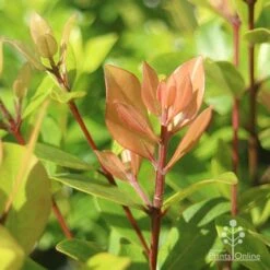 Metrosideros Little Ewan - Dwarf NZ Christmas Bush -Bloom Field Shop apo metrosideros little ewan new leaf