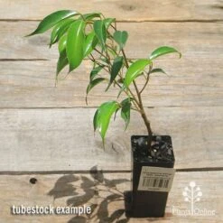 Ficus Benjamina Midnight Beauty - Weeping Fig -Bloom Field Shop apo midnight beauty ficus tubestock