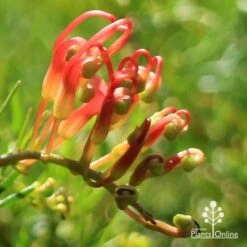Grevillea Mini Marvel -Bloom Field Shop apo mini marvel bud