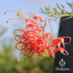 Grevillea Mini Marvel -Bloom Field Shop apo mini marvel flower opening