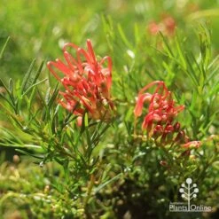 Grevillea Mini Marvel -Bloom Field Shop apo mini marvel flowers closeup