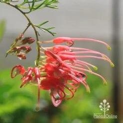 Grevillea Mini Marvel -Bloom Field Shop apo mini marvel grevillea flower closeup