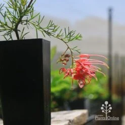 Grevillea Mini Marvel -Bloom Field Shop apo mini marvel grevillea tubestock closeup