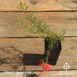 Grevillea Mini Marvel -Bloom Field Shop apo mini marvel grevillea tubestock top in flower