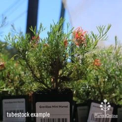 Grevillea Mini Marvel -Bloom Field Shop apo mini marvel tubestock in flower
