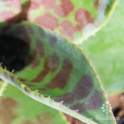 Mangave Mission To Mars - Succulent -Bloom Field Shop apo mission to mars closeup