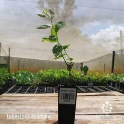 Blueberry Misty 21 Blueberry Misty -Bloom Field Shop apo misty tubestock side