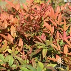 Nandina Moonbay -Bloom Field Shop apo moonbay winter colours