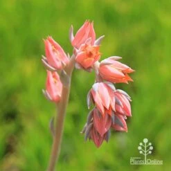 Echeveria Morning Beauty - Succulent 11 Echeveria Morning Beauty - Succulent -Bloom Field Shop apo morning beauty flowerstem