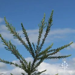 Leptospermum Liversidgei Mozzie Blocker 19 Leptospermum Liversidgei Mozzie Blocker -Bloom Field Shop apo mozzie blocker blue sky