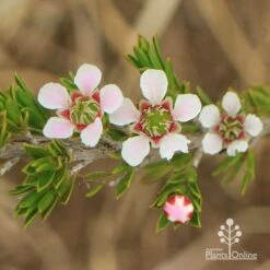 Leptospermum Liversidgei Mozzie Blocker 14 Leptospermum Liversidgei Mozzie Blocker -Bloom Field Shop apo mozzie blocker flowers closeup