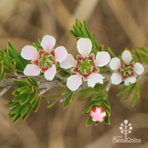 Leptospermum Liversidgei Mozzie Blocker 5 Leptospermum Liversidgei Mozzie Blocker - Image 3