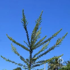 Leptospermum Liversidgei Mozzie Blocker 21 Leptospermum Liversidgei Mozzie Blocker -Bloom Field Shop apo mozzie blocker habit