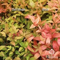 Nandina Gulf Stream 22 Nandina Gulf Stream -Bloom Field Shop apo nandina gulf stream v blush january