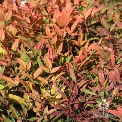 Nandina Moonbay -Bloom Field Shop apo nandina moonbay winter colours