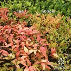 Nandina Moonbay -Bloom Field Shop apo nandina nana v moonbay january