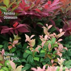 Nandina Obsession -Bloom Field Shop apo nandina obsession acmena allyn magic 1